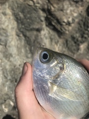 Hyperprosopon argenteum