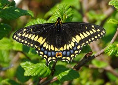 Papilio brevicauda brevicauda