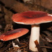 Russula rosacea - Photo (c) Reiner Richter, μερικά δικαιώματα διατηρούνται (CC BY-NC-SA), uploaded by Reiner Richter