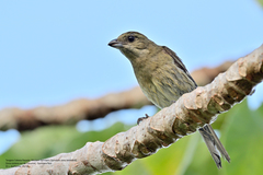 Spindalis zena benedicti