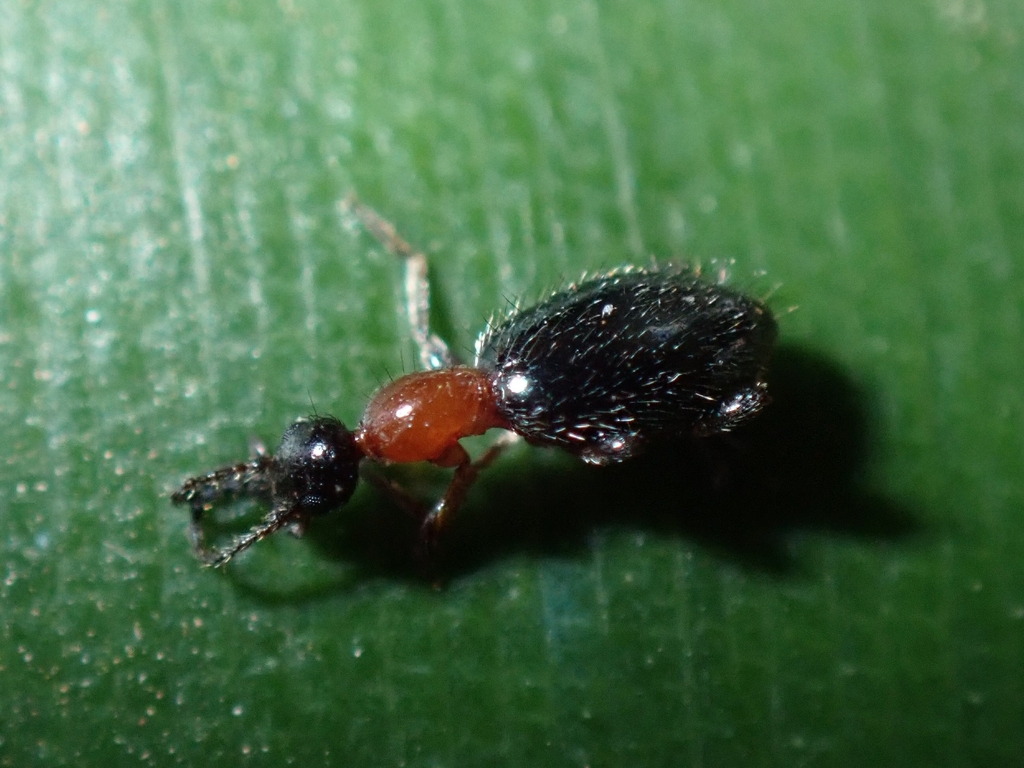 Anthelephila caeruleipennis