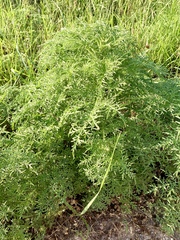 Ambrosia confertiflora