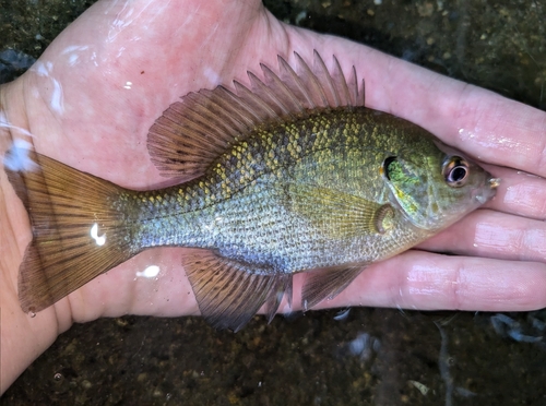 Bluegill × Redear Sunfish