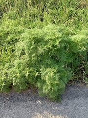 Ambrosia confertiflora
