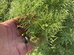 Ambrosia confertiflora