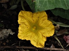 Cucurbita maxima maxima