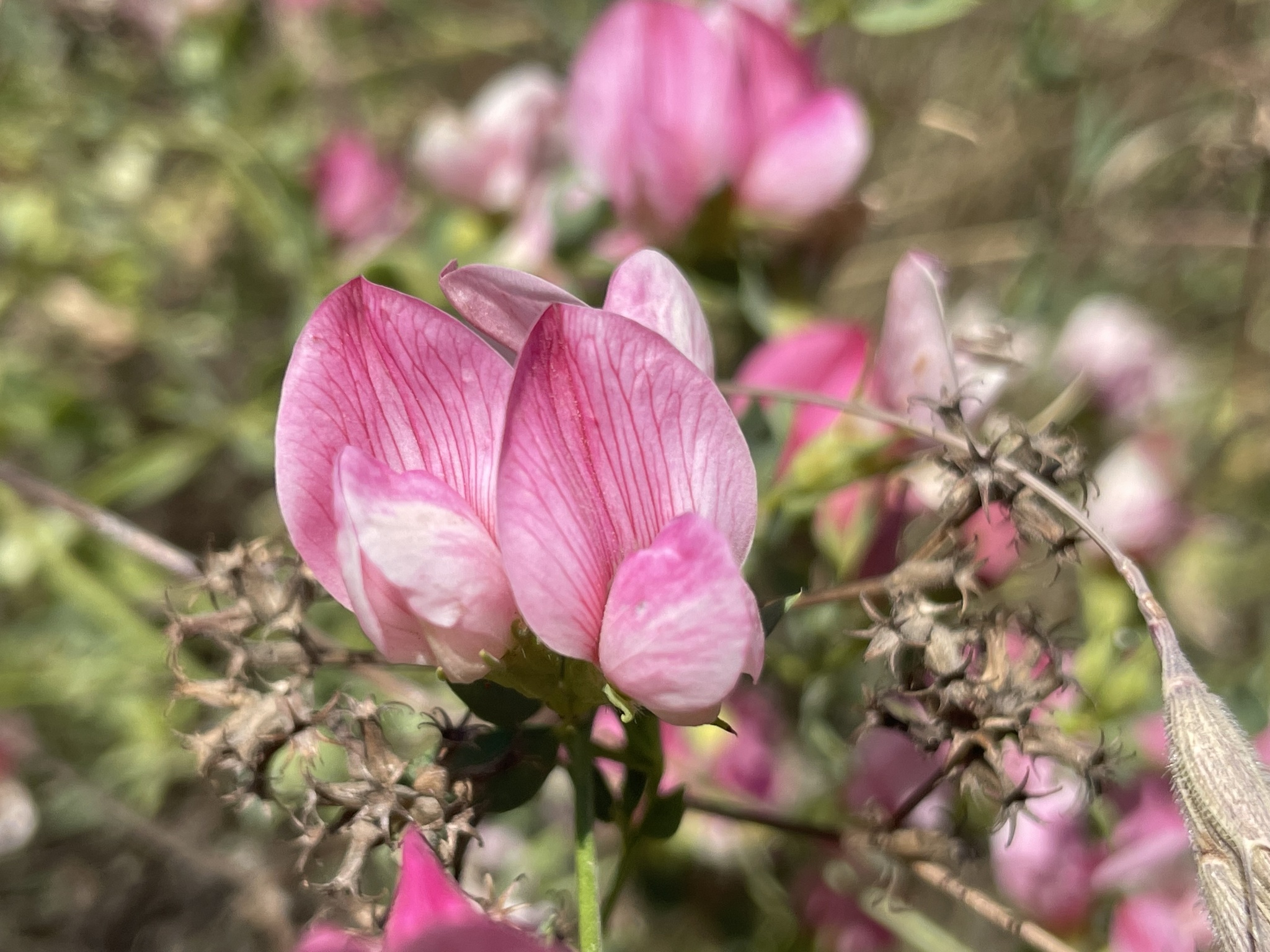 Lotus gebelia