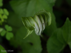 Arisaema stewardsonii