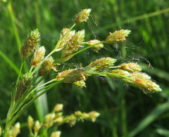 Scirpus pendulus