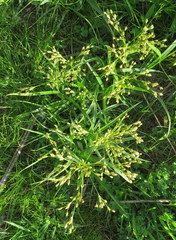 Scirpus pendulus