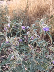Solanum elaeagnifolium