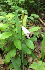 Cleistesiopsis bifaria