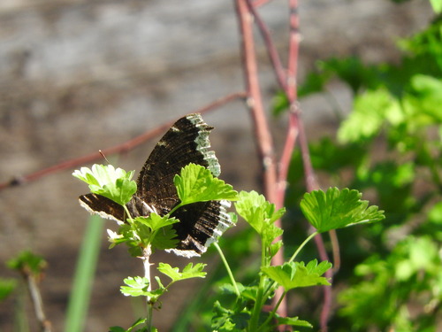 iNaturalist observation photo of Mourning Cloak