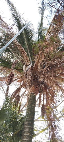 Foto de Babaçu