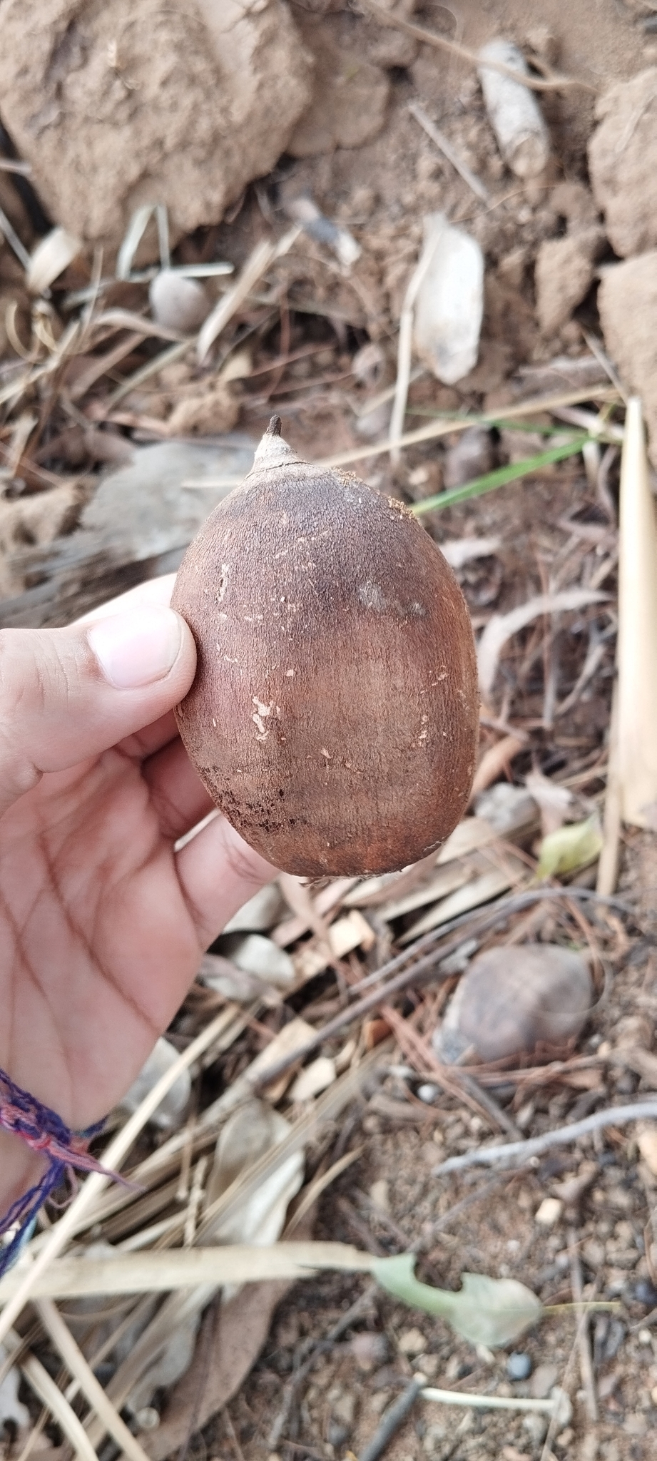 Imagem de Babaçu
