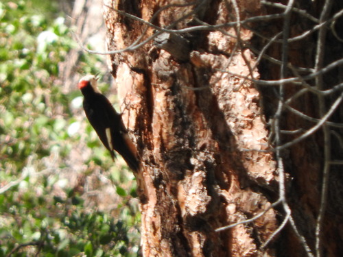 iNaturalist observation photo of White-headed Woodpecker