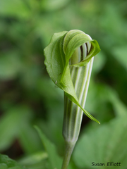 Arisaema stewardsonii
