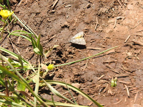 iNaturalist observation photo of California Tiger Moth