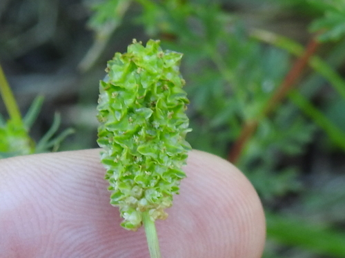 Image of Sanguisorba occidentalis by (c) Sam Kieschnick, some rights reserved (CC BY)