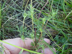 Sanguisorba occidentalis