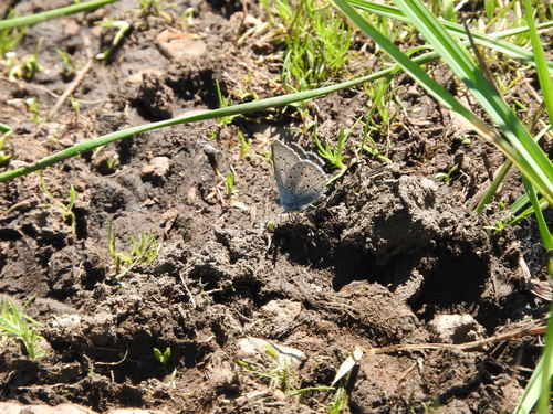 iNaturalist observation photo of Greenish Blue