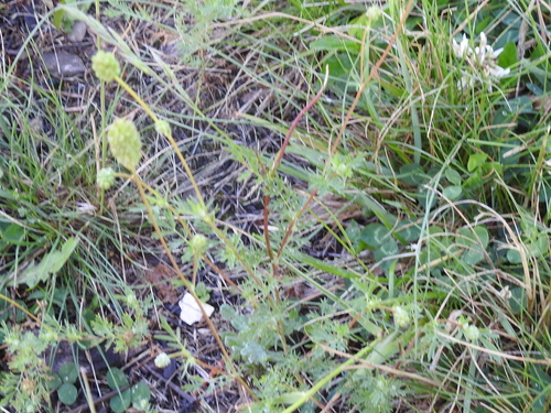 Image of Sanguisorba occidentalis by (c) Sam Kieschnick, some rights reserved (CC BY)