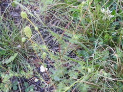 Sanguisorba occidentalis