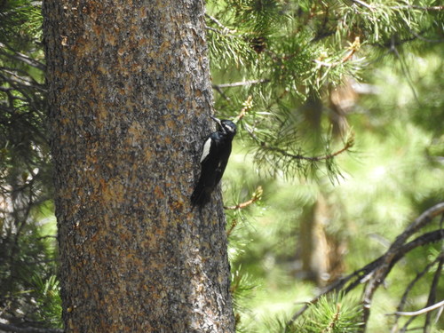 iNaturalist observation photo of Williamson's Sapsucker