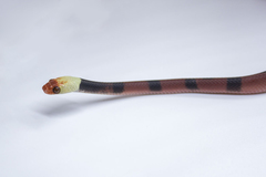 Siphlophis compressus