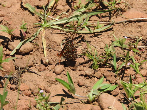 iNaturalist observation photo of Edith's Checkerspot