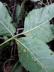 Puccinia sparganioidis