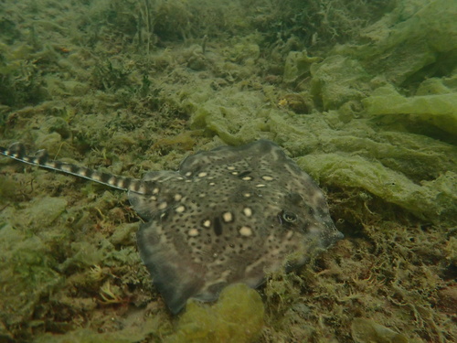 Thornback ray (Raja clavata) — Rajidae