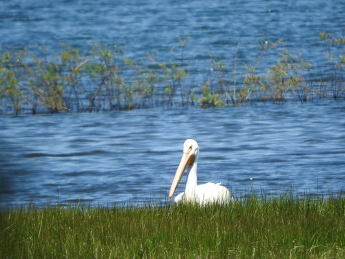 iNaturalist observation photo of American White Pelican