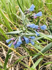 Mertensia lanceolata