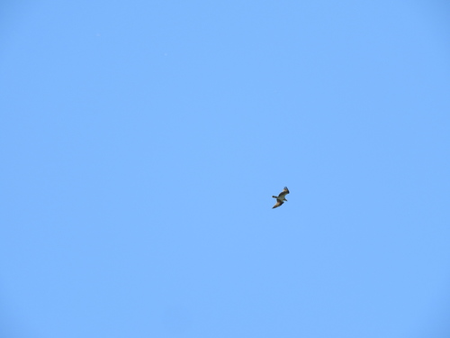 iNaturalist observation photo of Osprey