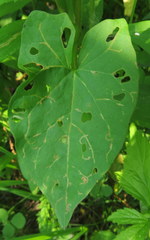 Chaetocnema confinis