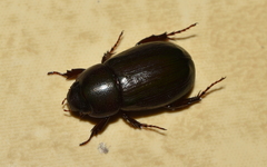 Dyscinetus laevipunctatus