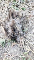 Nycticorax nycticorax