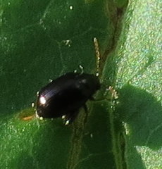 Chaetocnema confinis