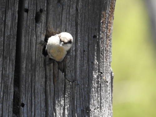 iNaturalist observation photo of Pygmy Nuthatch