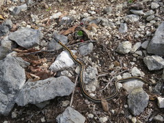 Thamnophis cyrtopsis ocellatus