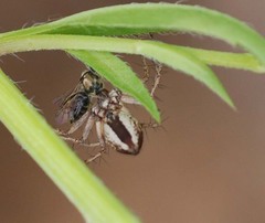 Oxyopes licenti