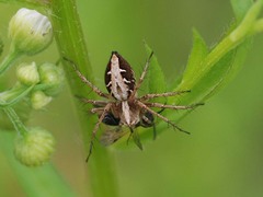 Oxyopes licenti