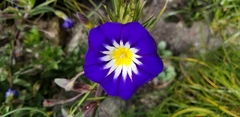Convolvulus tricolor