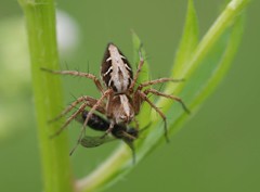 Oxyopes licenti