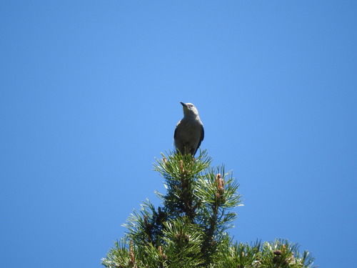 iNaturalist observation photo of Clark's Nutcracker