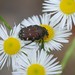Blue Flower Chafer - Photo (c) Paul B., some rights reserved (CC BY-NC-ND), uploaded by Paul B.