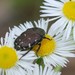 Blue Flower Chafer - Photo (c) Paul B., some rights reserved (CC BY-NC-ND)