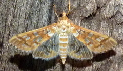 Epipagis fenestralis