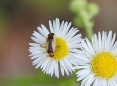 Adelphocoris suturalis